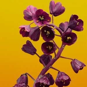 Meet your Posher, Sophia